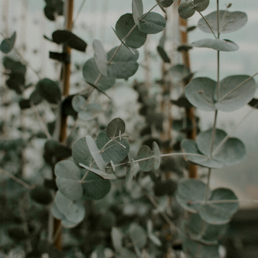 Peppermint & Eucalyptus Wooden Wick Candle